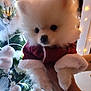 Malya participe au concours pour gagner de l'argent avec cette photo : dog, puppy, white_fur, fluffy, christmas_tree, holiday_lights, ornaments, decorations, festive, hand, warm_clothing, red_jacket, indoor, celebration, cute, pet, animal, seasonal, holiday, christmas