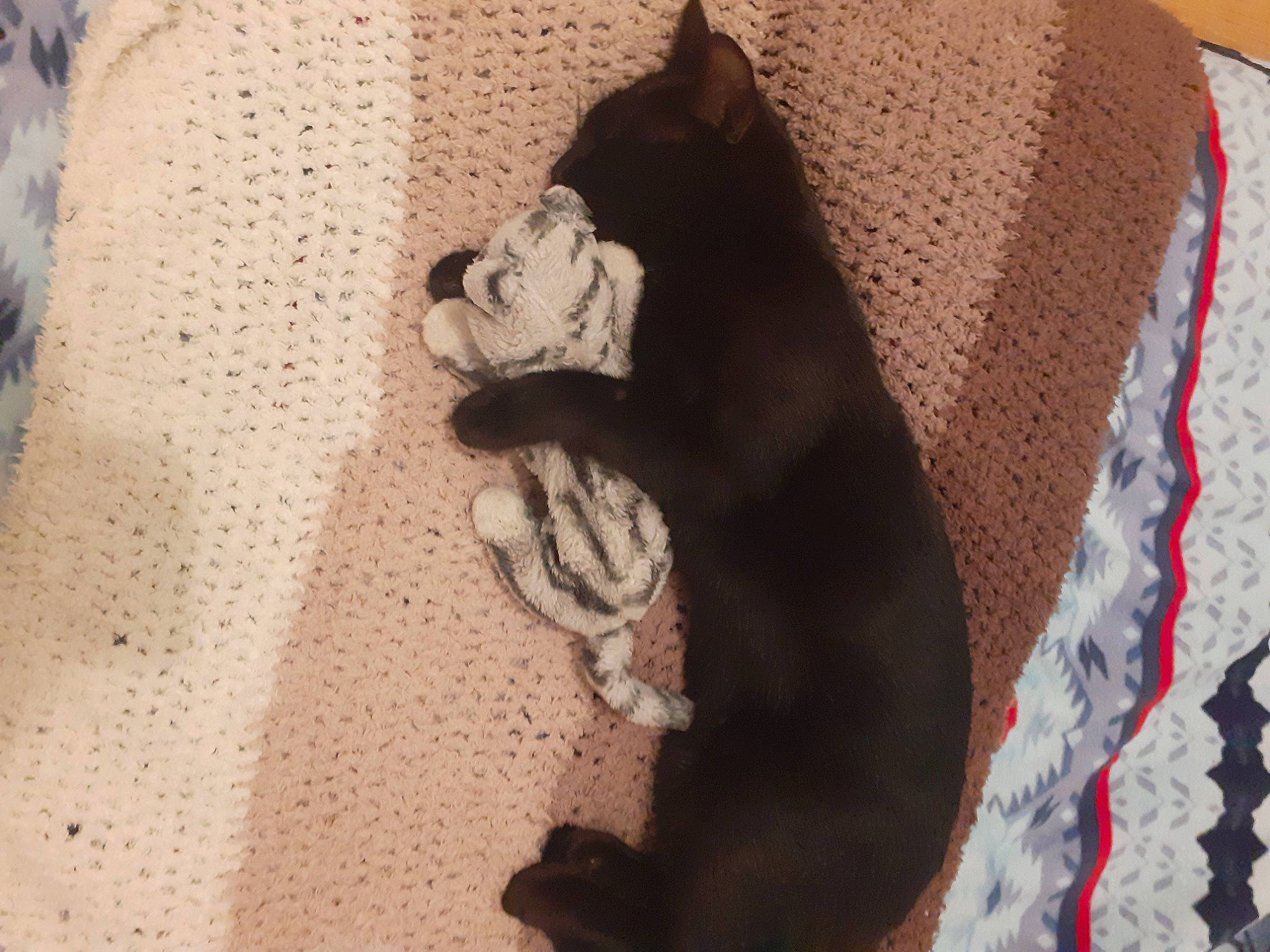 Bismarck Alias Bayard participe au concours pour gagner de l'argent avec cette photo : art, fur, neck, pattern, paw, textile, wool