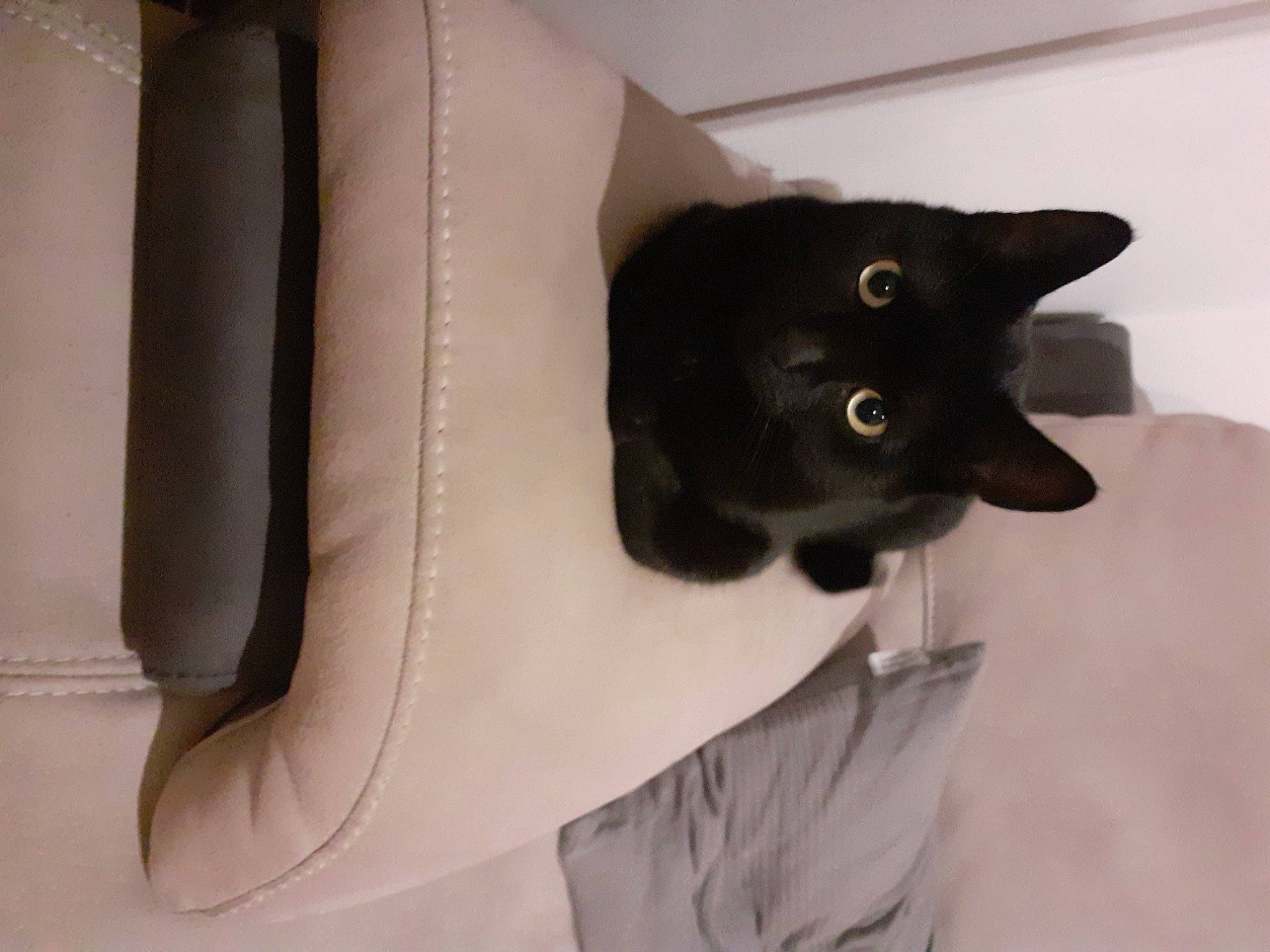 Bismarck Alias Bayard participe au concours pour gagner de l'argent avec cette photo : black_cat, bombay, carnivore, cat, domestic_short_haired_cat, felidae, fur, small_to_medium_sized_cats, snout, tail, whiskers