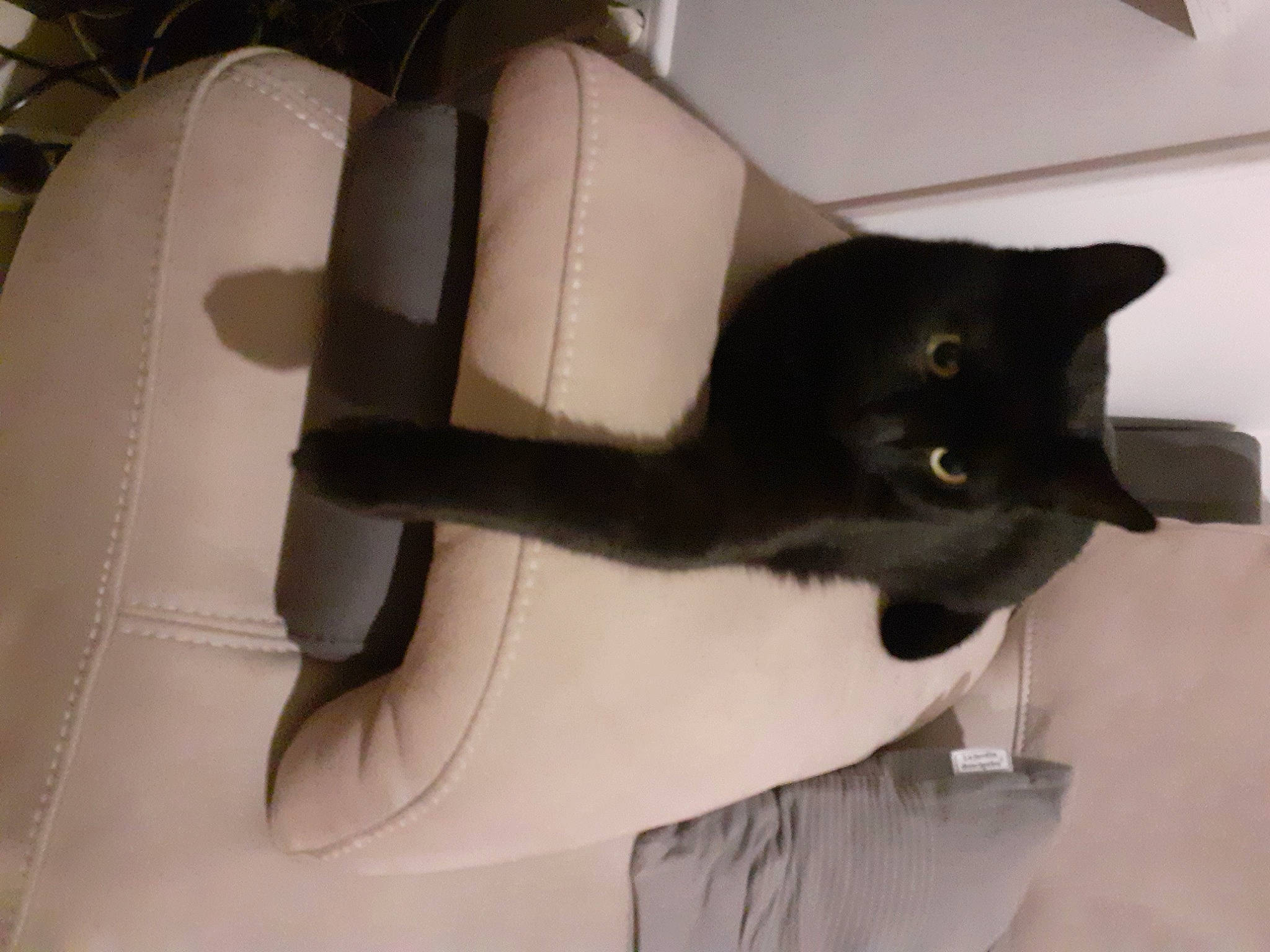 Bismarck Alias Bayard participe au concours pour gagner de l'argent avec cette photo : black_cat, burmese, carnivore, cat, domestic_short_haired_cat, felidae, small_to_medium_sized_cats, tail, whiskers