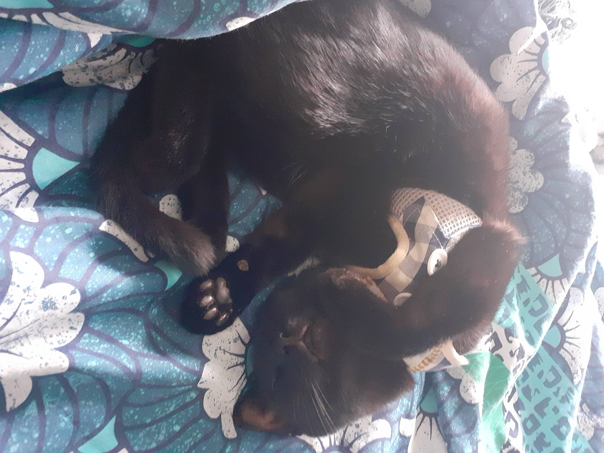 Bismarck Alias Bayard participe au concours pour gagner de l'argent avec cette photo : canidae, carnivore, dog_breed, sporting_group