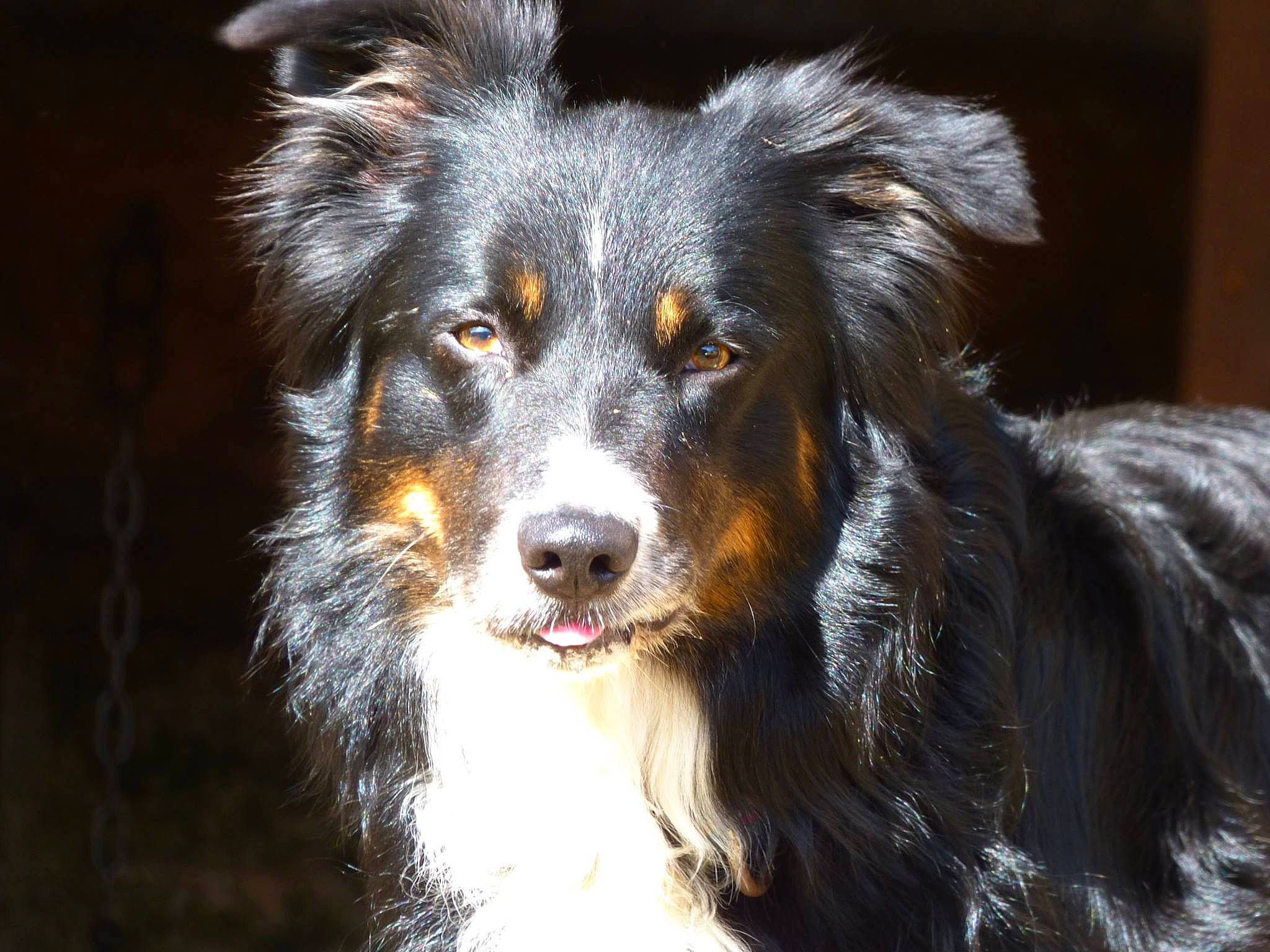 Tripo a rejoint le concours — aidez-le/la à gagner de superbes lots ! canidae, carnivore, companion_dog, dog, dog_breed, fur, herding_dog, snout, sporting_group, whiskers, working_dog