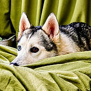 Athena participe au concours pour gagner de l'argent avec cette photo : dog, husky, heterochromia, blue_eye, brown_eye, fur, ears, face, pet, animal, lying_down, green_fabric, blanket, cozy, indoor, portrait, close_up, resting, curious, soft_texture