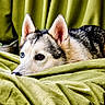 dog, husky, heterochromia, blue_eye, brown_eye, fur, ears, face, pet, animal, lying_down, green_fabric, blanket, cozy, indoor, portrait, close_up, resting, curious, soft_texture