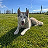 Athena participe au concours pour gagner de l'argent avec cette photo : dog, husky, canine, outdoor, grass, blue_sky, clouds, fence, sunlight, animal, pet, lying_down, nature, daytime, mammal, tongue_out, fur, ears, heterochromia, field