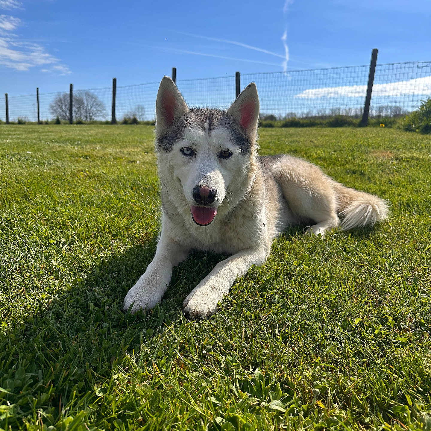 Athena participe au concours pour gagner de l'argent avec cette photo : dog, husky, canine, outdoor, grass, blue_sky, clouds, fence, sunlight, animal, pet, lying_down, nature, daytime, mammal, tongue_out, fur, ears, heterochromia, field