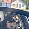 dog, car, window, seat, house, outdoor, daylight, pet, animal, fur, nose, ear, leash, looking, relaxed, background, nature, sunlight, transport, vehicle
