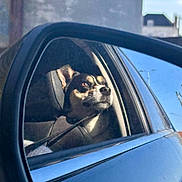 Lilas participe au concours pour gagner de l'argent avec cette photo : dog, car, side_mirror, reflection, window, seat, leash, sunlight, outdoor, animal, pet, black_and_tan, portrait, calm, vehicle, travel, road, daytime, sky, urban