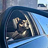 dog, car, side_mirror, reflection, window, seat, leash, sunlight, outdoor, animal, pet, black_and_tan, portrait, calm, vehicle, travel, road, daytime, sky, urban