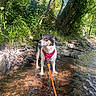 dog, water, stream, leash, harness, forest, trees, greenery, sunlight, nature, outdoor, rocks, shallow_water, canine, animal, summer, daylight, adventure, pet, scenic