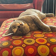 Pinto Bean is registered to the contest to win money with this photo: blanket, cat, circles, colorful_pattern, cozy, cute, furniture, gray_cat, home, indoor, living_room, lounging, ottoman, pet, red_armchair, relaxed, resting, soft_light, upside_down, whiskers