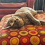 blanket, cat, circles, colorful_pattern, cozy, cute, furniture, gray_cat, home, indoor, living_room, lounging, ottoman, pet, red_armchair, relaxed, resting, soft_light, upside_down, whiskers