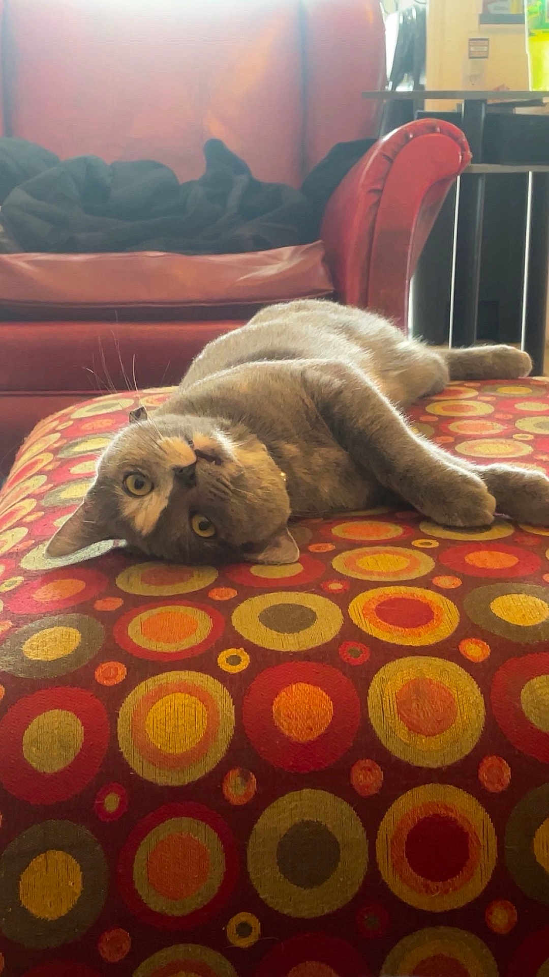 Pinto Bean is registered to the contest to win money with this photo: blanket, cat, circles, colorful_pattern, cozy, cute, furniture, gray_cat, home, indoor, living_room, lounging, ottoman, pet, red_armchair, relaxed, resting, soft_light, upside_down, whiskers