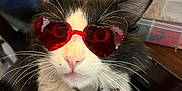 Moto joined the competition — help win amazing prizes! cat, sunglasses, heart_shaped, black_and_white, fluffy, pet, indoor, chair, whiskers, nose, fur, collar, red_tag, table, storage_container, close_up, cute, funny, animal, domestic