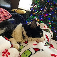 Moto joined the competition — help win amazing prizes! cat, black_and_white, blanket, christmas_tree, holiday, lights, decorations, couch, pillow, indoor, festive, relaxing, pet, fur, cozy, christmas, home, animal, resting, winter