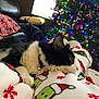 animal, black_and_white, blanket, cat, christmas, christmas_tree, couch, cozy, decorations, festive, fur, holiday, home, indoor, lights, pet, pillow, relaxing, resting, winter