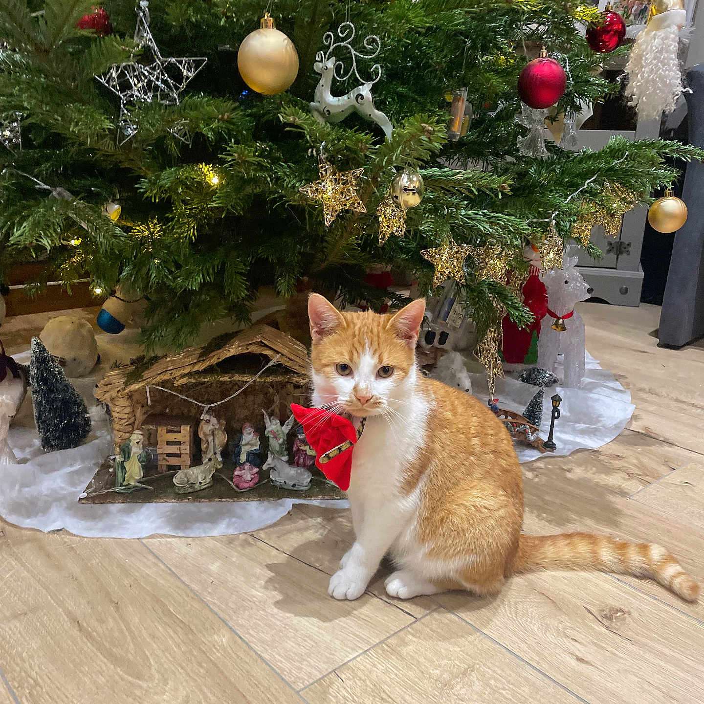 Venus a rejoint le concours — aidez-le/la à gagner de superbes lots ! accessories, animal, cat, christmas, christmasdecorations, christmastree, conifer, festival, fir, hardwood, nature, outdoors, pet, plant, snow, snowman, sphere, tree, winter, wood