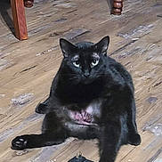 Misato joined the competition — help win amazing prizes! black_cat, cat, indoor, wooden_floor, power_adapter, pet, animal, feline, sitting, paw, floor, chair_legs, looking_at_camera, domestic_cat, cute, fur, whiskers, ears, eyes, relaxed