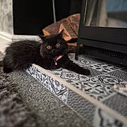 Doris is registered to the contest to win money with this photo: cat, black_cat, fluffy, indoor, fireplace, tile, hearth, collar, pet, animal, feline, cozy, carpet, home, relaxed, cute, fur, yellow_eyes, resting, domestic_animal