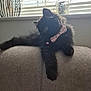 Doris is registered to the contest to win money with this photo: cat, kitten, black_cat, bow_tie, pet, indoor, couch, furniture, window, blinds, daylight, relaxing, fluffy, animal, cute, domestic_animal, one_animal, looking_away, resting, home