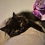 cat, black_cat, yellow_eyes, flower, purple_flower, soft_texture, relaxed, indoor, close_up, pet, feline, resting, cozy, cute, animal, portrait, domestic_cat, warm_lighting, calm, lying_down