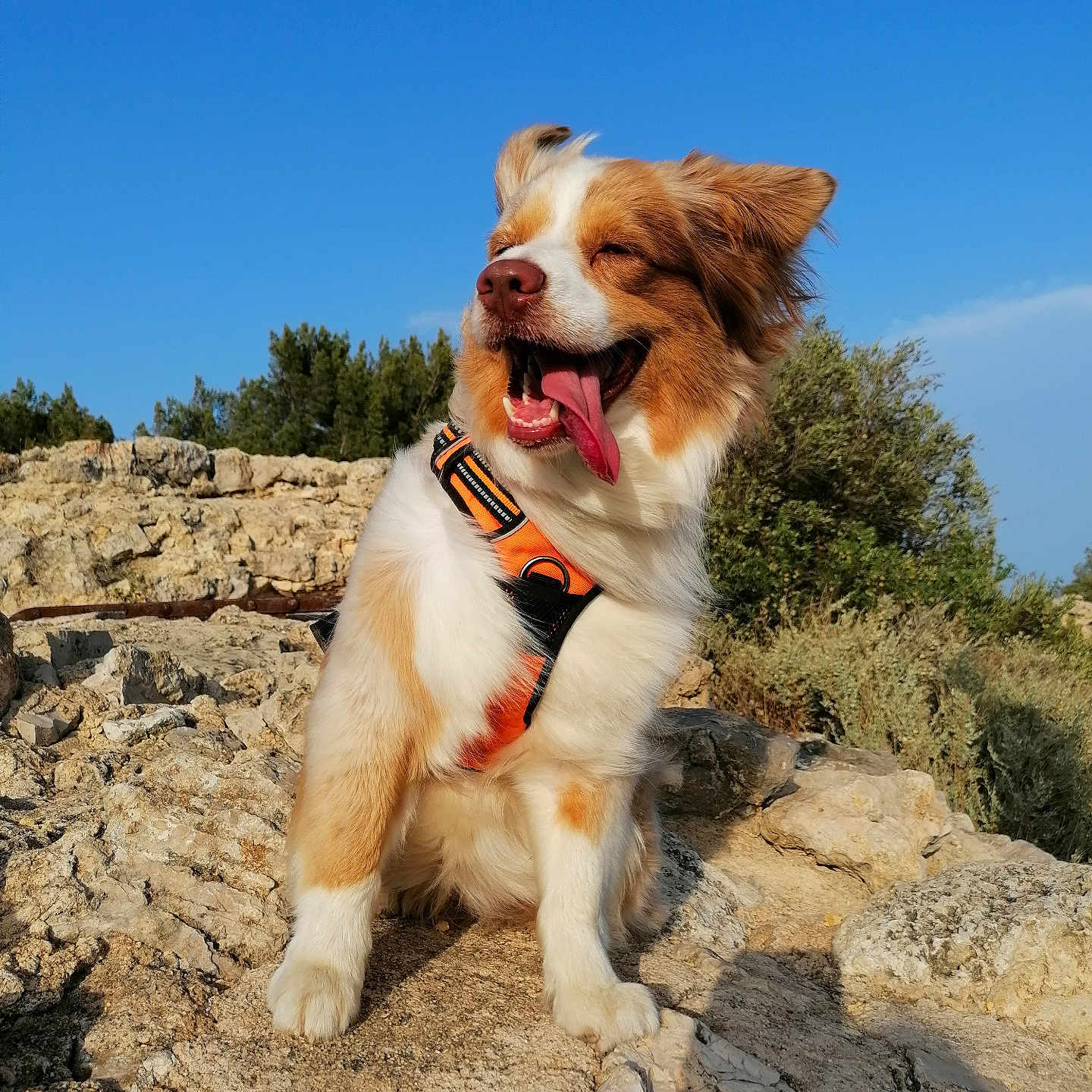 Roquette participe au concours pour gagner de l'argent avec cette photo : animal, blue_sky, canine, closeup, daytime, dog, ears_up, fur, happy, mammal, nature, orange_harness, outdoor, pet, playful, rocky_terrain, sitting, smiling, sunlight, tongue_out