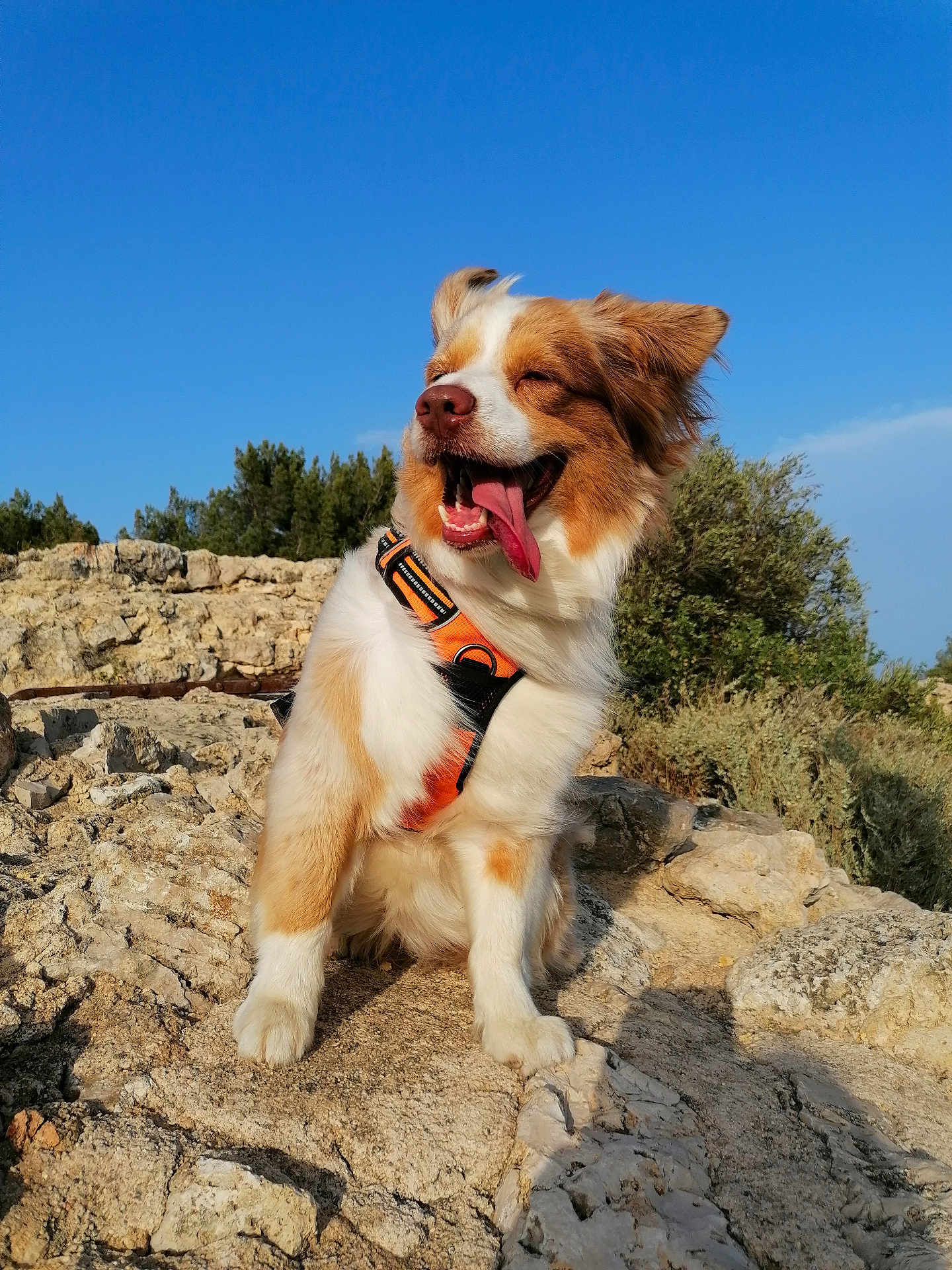 Roquette participe au concours pour gagner de l'argent avec cette photo : animal, blue_sky, canine, closeup, daytime, dog, ears_up, fur, happy, mammal, nature, orange_harness, outdoor, pet, playful, rocky_terrain, sitting, smiling, sunlight, tongue_out