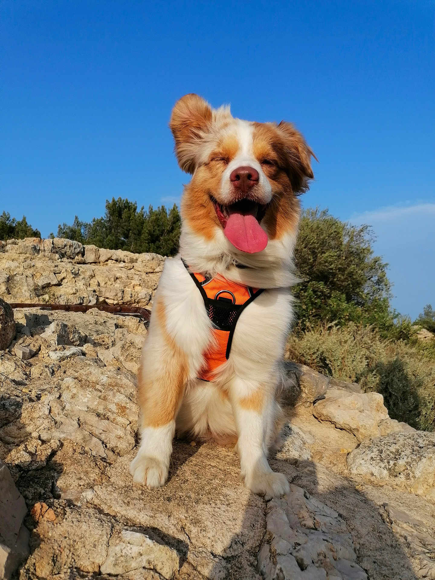 Roquette participe au concours pour gagner de l'argent avec cette photo : animal, blue_sky, canine, closeup, daylight, dog, friendly, fur, grass, happy, harness, nature, outdoor, pet, rock, sitting, smiling, sunny, tongue_out, tree