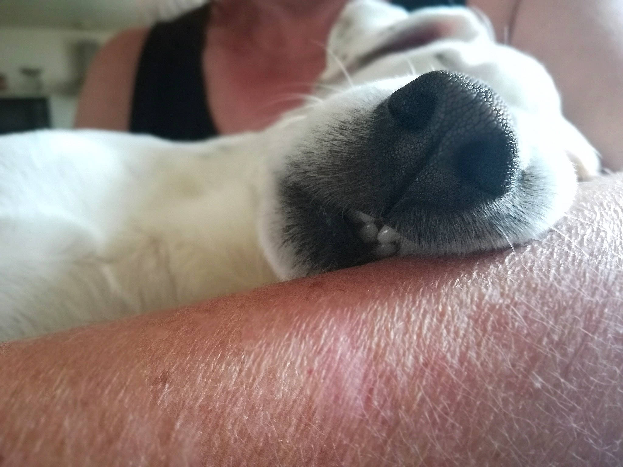 Litchy participe au concours pour gagner de l'argent avec cette photo : canidae, carnivore, companion_dog, dog, dog_breed, jack_russell_terrier, nap, nose, puppy, puppy_love, russell_terrier, snout