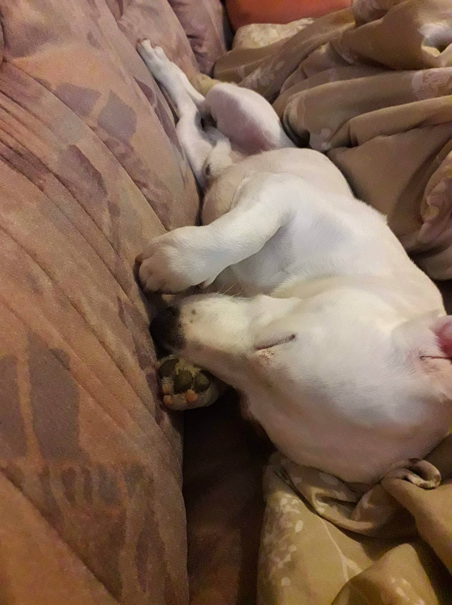 Litchy participe au concours pour gagner de l'argent avec cette photo : american_bulldog, canidae, carnivore, dog_breed, fawn, non_sporting_group, snout