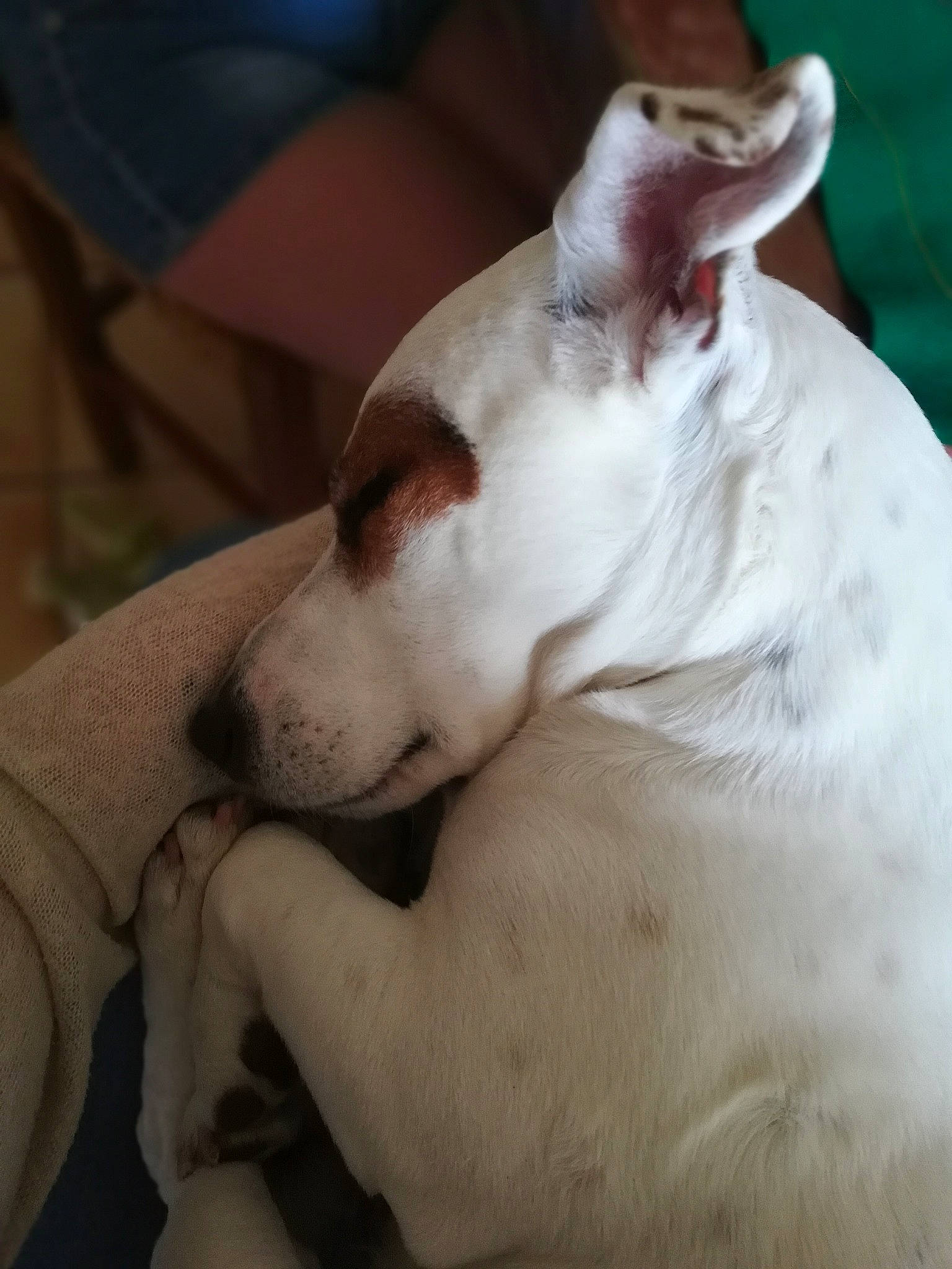 Litchy participe au concours pour gagner de l'argent avec cette photo : bull_and_terrier, bull_terrier, bull_terrier_miniature, canidae, carnivore, dog, dog_breed, dogo_argentino, dogo_guatemalteco, ear, english_white_terrier, fawn, gull_terr, mammal, non_sporting_group, nose, pit_bull, vertebrate