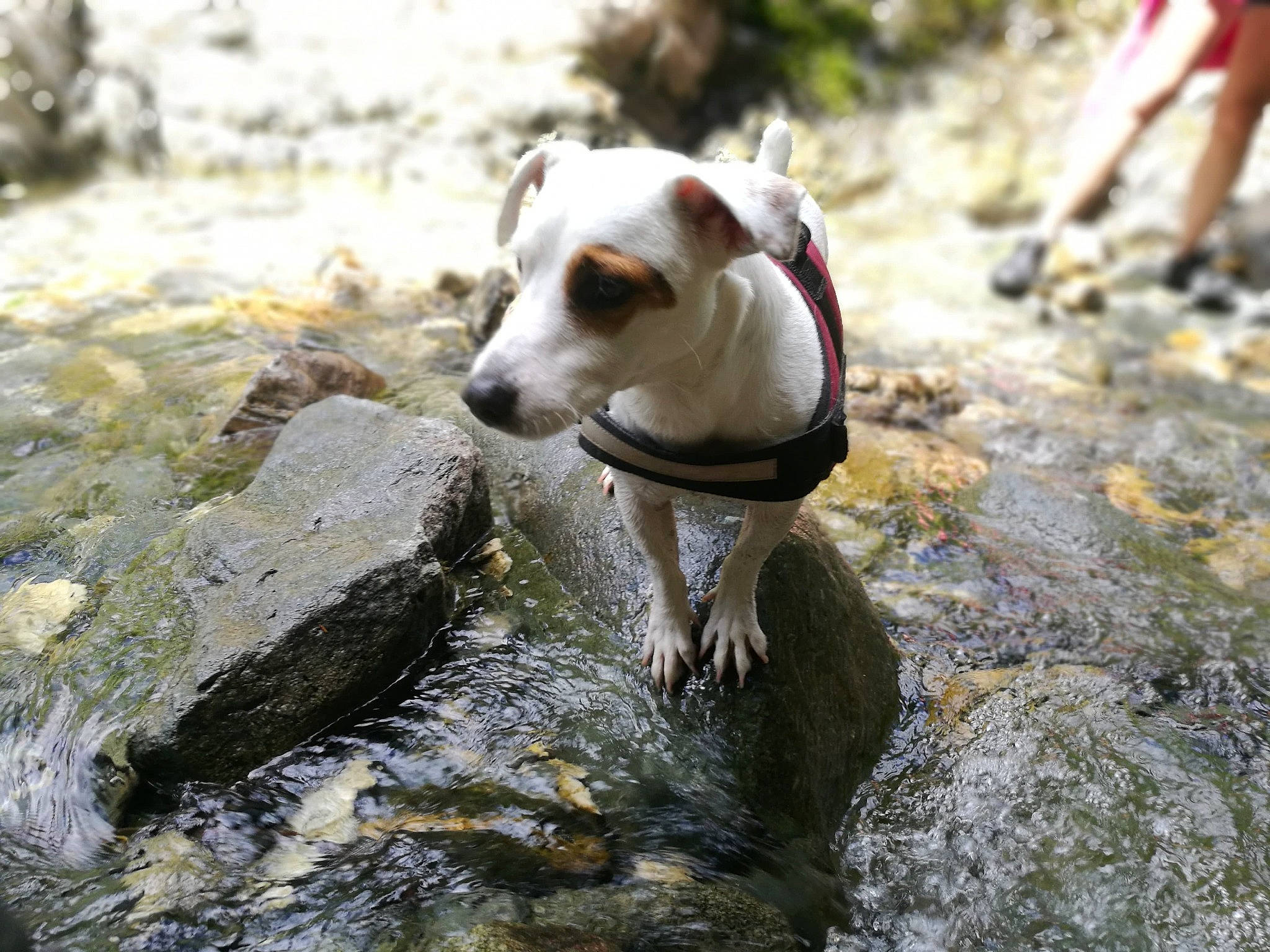 Litchy participe au concours pour gagner de l'argent avec cette photo : adventure, canidae, carnivore, dog, dog_breed, fawn, feist, hunting_dog, jack_russell_terrier, mammal, parson_russell_terrier, russell_terrier, terrier, treeing_feist
