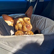 Luigi is registered to the contest to win money with this photo: dog, car, sunlight, paws, ears, seat_cover, pet, animal, interior, window, relaxed, cute, brown, resting, cozy, daylight, transport, companion, domestic_animal, portrait