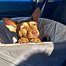 dog, car, sunlight, paws, ears, seat_cover, pet, animal, interior, window, relaxed, cute, brown, resting, cozy, daylight, transport, companion, domestic_animal, portrait