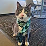 cat, gray_cat, white_paws, scarf, indoor, carpet, chair, table, modern_interior, pet, cute, cozy, animal, feline, sitting, looking_up, whiskers, pink_nose, green_eyes, fashion