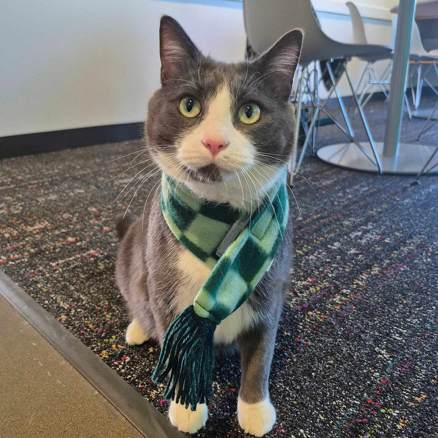 Pomelo joined the competition — help win amazing prizes! animal, carpet, cat, chair, cozy, cute, fashion, feline, gray_cat, green_eyes, indoor, looking_up, modern_interior, pet, pink_nose, scarf, sitting, table, whiskers, white_paws