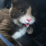 Pomelo joined the competition — help win amazing prizes! cat, close_up, pet, animal, whiskers, pink_nose, tongue, fur, cute, indoor, curious, playful, eyes, black_and_white, paw, striped, domestic_cat, mammal, face, sitting