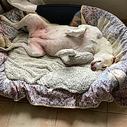 Lily participe au concours pour gagner de l'argent avec cette photo : animal, bed, blanket, canine, comfort, cozy, cute, dog, domestic, floral_pattern, fur, home, indoor, nap, paw, pet, relaxed, resting, sleeping, tile_floor
