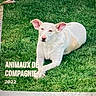 Lily participe au concours pour gagner de l'argent avec cette photo : animal, calm, canine, closeup, crossed_paws, dog, ears, fur, grass, greenery, lawn, muzzle, nature, outdoor, pet, portrait, relaxed, sitting, sunlight, white_dog