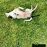 Lily participe au concours pour gagner de l'argent avec cette photo : animal, canine, dog, domestic_animal, fun, grass, greenery, happy, joy, nature, outdoor, pet, playful, relaxation, rolling, summer, sunlight, sunny, white_dog, yard