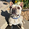 Gordo Rubio is registered to the contest to win money with this photo: dog, french_bulldog, pet, outdoor, sunlight, collar, shadow, stone_patio, flower, blurred_background, brown_eyes, close_up, cute, animal, canine, companion, summer, sitting, looking_up, daylight