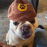 Gordo Rubio is registered to the contest to win money with this photo: dog, pet, hat, brown_hat, paw_print, indoor, lap, wooden_table, carpet, jeans, close_up, cute, animal, mischievous, sitting, face, eyes, nose, paws, domestic