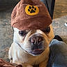 dog, pet, hat, brown_hat, paw_print, indoor, lap, wooden_table, carpet, jeans, close_up, cute, animal, mischievous, sitting, face, eyes, nose, paws, domestic