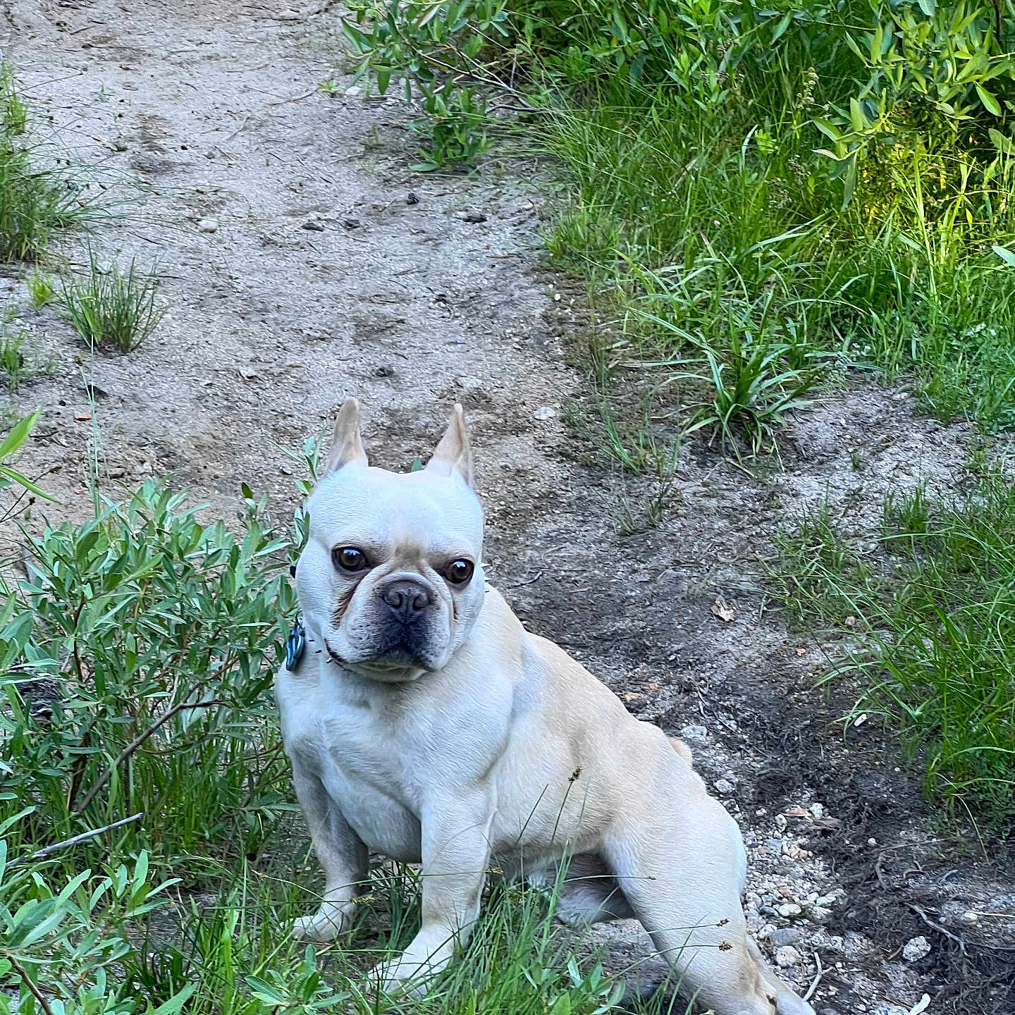 Gordo Rubio joined the competition — help win amazing prizes! dog, french_bulldog, canine, pet, outdoor, grass, dirt_path, bushes, nature, animal, sitting, ears_up, alert, summer, daytime, mammal, cute, companion, fur, small_dog