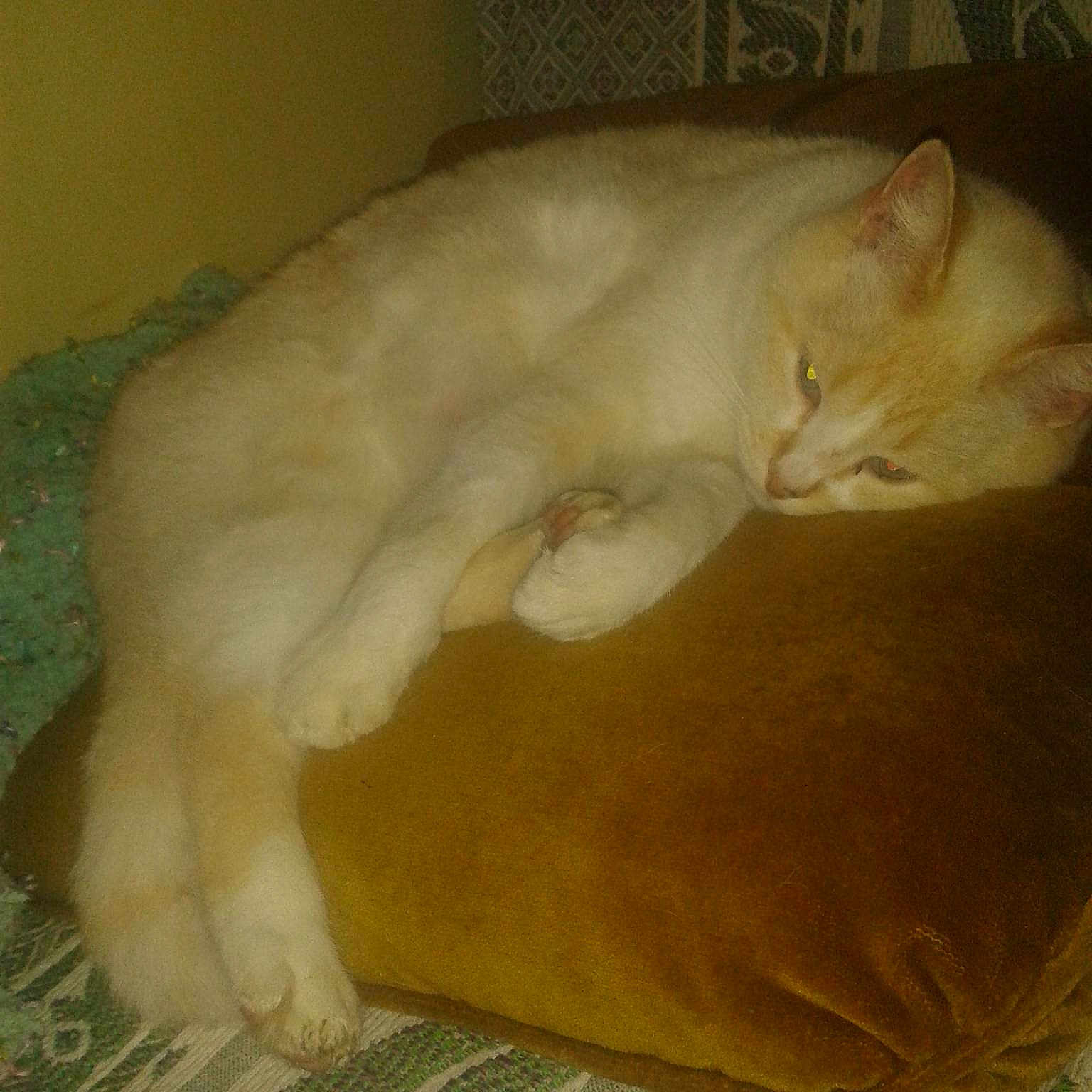 Caramel
