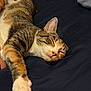 Penelope is registered to the contest to win money with this photo: animal, bed, cat, closeup, cozy, cute, domestic_animal, feline, fur, indoor, napping, paw, peaceful, pet, relaxed, resting, sleeping, soft_lighting, tabby, whiskers