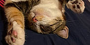 Penelope is registered to the contest to win money with this photo: animal, bed, cat, closeup, cozy, cute, feline, fur, indoor, paws, pet, relaxed, resting, sleeping, soft, striped, tabby, toy, turtle, white