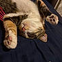 animal, bed, cat, closeup, cozy, cute, feline, fur, indoor, paws, pet, relaxed, resting, sleeping, soft, striped, tabby, toy, turtle, white
