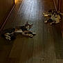 cat, tabby_cat, floor, wooden_floor, hallway, indoor, animal, pet, feline, resting, two_cats, curious, looking, relaxed, domestic_animal, quiet, home, companions, laying_down, brown