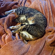 Penelope joined the competition — help win amazing prizes! animal, blanket, cat, comfort, cozy, cute, domestic, feline, fur, furry, indoor, nap, pet, relaxing, resting, sleeping, soft, tabby, warm, whiskers